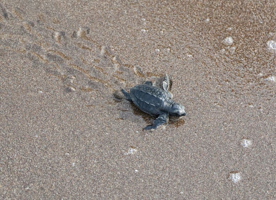 Velas Turtle Festival 2027