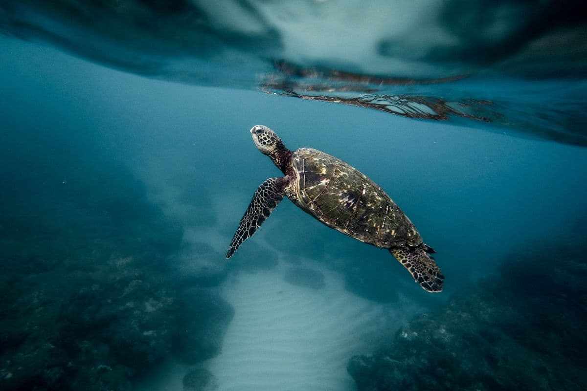 Velas Turtle Festival 2027 โ Stay in a local Konkan village homestay